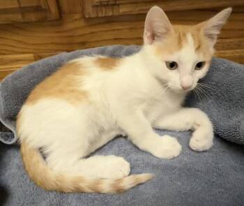 Archie ( JJ) Napa -  Domestic Short Hair Cat for Adoption in Napa, California - Archie ( JJ) Napa | PetCurious
