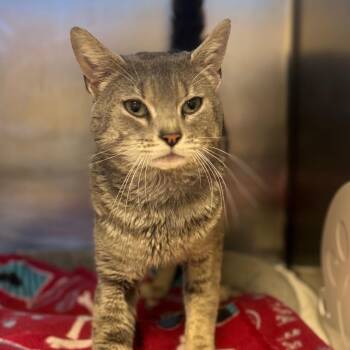 Trash Can Joe -  Domestic Short Hair Cat for Adoption in York, Pennsylvania - Trash Can Joe | PetCurious