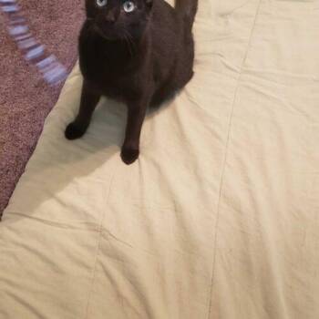 Domestic Short Hair Cats Available for Adoption - Thompson | PetCurious