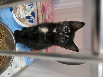 Rescue Domestic Short Hair Cats for Adoption in Reeseville, Wisconsin - Zita | PetCurious