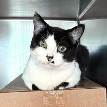 Kanga -  Domestic Short Hair Cat for Adoption in Millcreek, Utah - Kanga | PetCurious