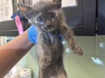 BELLATRIX -  Domestic Short Hair Cat for Adoption in Grand Prairie, Texas - BELLATRIX | PetCurious