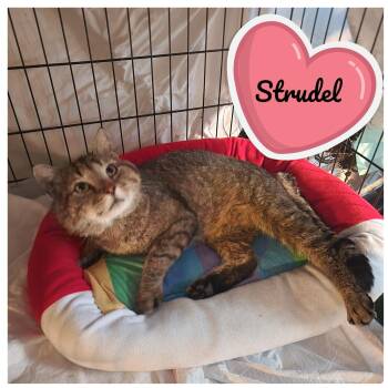 Rescue Domestic Short Hair Cats for Adoption in New York, New York - Strudel | PetCurious