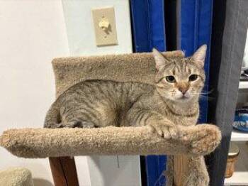 Goliath -  Domestic Short Hair Cat for Adoption in Trenton, New Jersey - Goliath | PetCurious