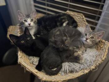 Domestic Short Hair Cats Available for Adoption in Canal Winchester, Ohio - Azalea | PetCurious