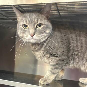 Deedee -  Domestic Short Hair Cat for Adoption in Springfield, Illinois - Deedee | PetCurious