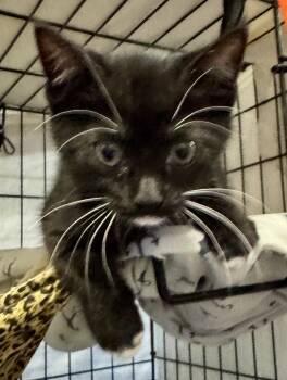 Tai -  Domestic Short Hair Cat for Adoption in Centerville, Georgia - Tai | PetCurious