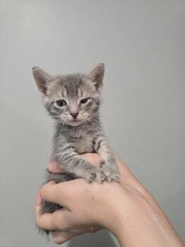 Glazed Donut -  Domestic Short Hair Cat for Adoption in Wellington, Kansas - Glazed Donut | PetCurious