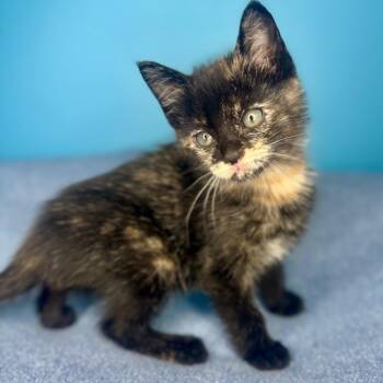 Domestic Short Hair Cats Available for Adoption in San Antonio, Texas - Flare | PetCurious
