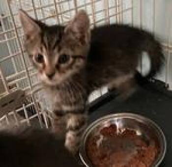 Hamlet -  Domestic Short Hair Cat for Adoption in Heathsville, Virginia - Hamlet | PetCurious