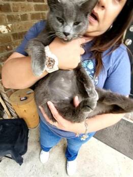 Domestic Short Hair Cats Available for Adoption in San Antonio, Texas - TWINKIE | PetCurious