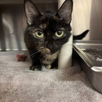 Athena CS-242/26 -  Domestic Short Hair Cat for Adoption in Burlington, Ontario - Athena CS-242/26 | PetCurious