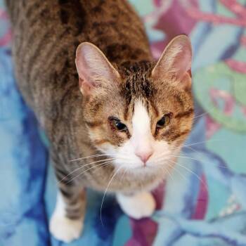 Domestic Short Hair Cats Available for Adoption in Fairway, Kansas - Camille | PetCurious