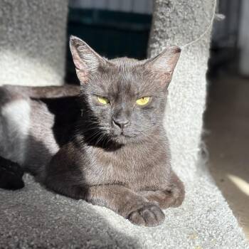 Rescue Domestic Short Hair Cats for Adoption in Las Cruces, New Mexico - Hot Pocket | PetCurious