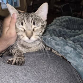 Domestic Short Hair Cats Available for Adoption in San Antonio, Texas - Aisha | PetCurious