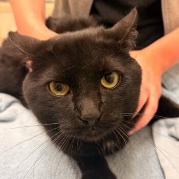 Shadow -  Domestic Short Hair Cat for Adoption in Murray, Utah - Shadow | PetCurious