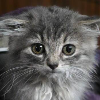Ghost -  Domestic Long Hair Cat for Adoption in Council Bluffs, Iowa - Ghost | PetCurious