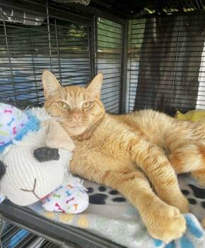 Tabby Cats Available for Adoption - Cheddar | PetCurious