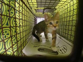 BACON -  Domestic Short Hair Cat for Adoption in Fort Lauderdale, Florida - BACON | PetCurious