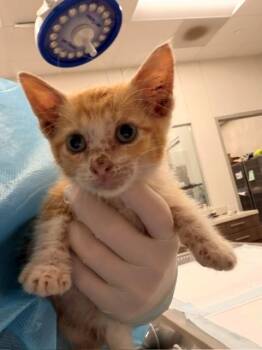 LOOFAH -  Domestic Short Hair Cat for Adoption in Baytown, Texas - LOOFAH | PetCurious