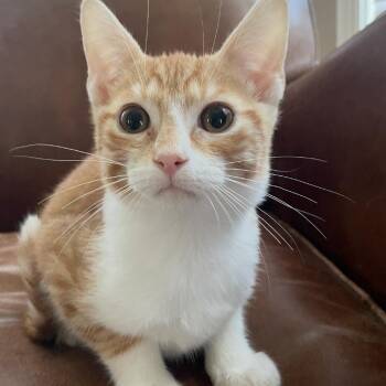 Jack -  Domestic Short Hair Cat for Adoption in Granby, Missouri - Jack | PetCurious