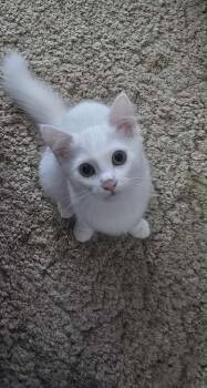 Rescue Domestic Medium Hair Cats for Adoption in Calgary, Alberta - Two Fish | PetCurious