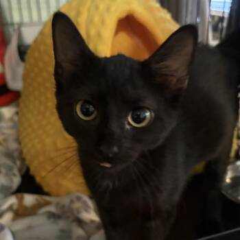 Ariel -  Domestic Short Hair Cat for Adoption in Buffalo, New York - Ariel | PetCurious
