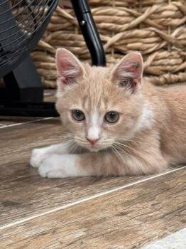 POPCORN -  Domestic Short Hair Cat for Adoption in Holbrook, New York - POPCORN | PetCurious