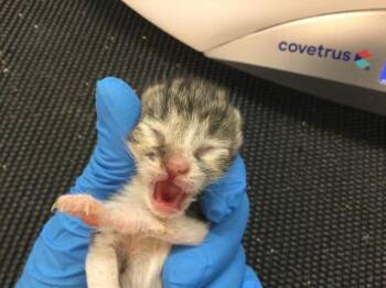 AZRIEL -  Domestic Short Hair Cat for Adoption in Thousand Palms, California - AZRIEL | PetCurious