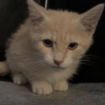 Rajah -  Domestic Short Hair Cat for Adoption in Edwards, Illinois - Rajah | PetCurious