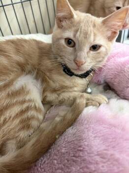 GAMBELS -  Tabby Cat for Adoption in Smithtown, New York - GAMBELS | PetCurious