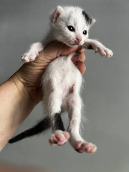 Rescue Domestic Short Hair Cats for Adoption in New York, New York - Lilac | PetCurious