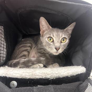 Domestic Short Hair Cats Available for Adoption - Babyface | PetCurious