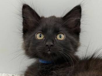 Lake -  Domestic Long Hair Cat for Adoption in Portland, Oregon - Lake | PetCurious