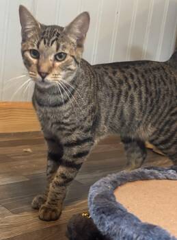 Bart -  Abyssinian and American Shorthair Cat for Adoption in New Blaine, Arkansas - Bart | PetCurious