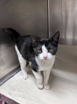 Rescue Domestic Short Hair Cats for Adoption in Marietta, Georgia - Suzie | PetCurious