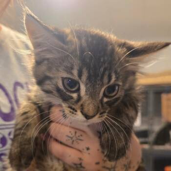 Gremlin -  Domestic Medium Hair Cat for Adoption in Hanna City, Illinois - Gremlin | PetCurious