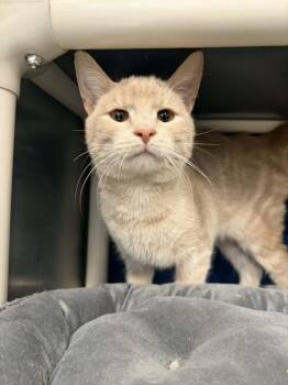 Domestic Short Hair Cats Available for Adoption - MISTER BUBBLES | PetCurious