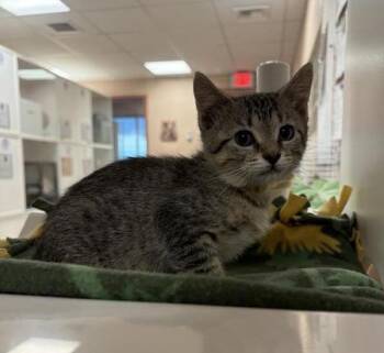 Boo -  Domestic Short Hair Cat for Adoption in Black Eagle, Montana - Boo | PetCurious