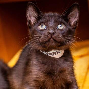 MF Doom -  Domestic Short Hair Cat for Adoption in Hattiesburg, Mississippi - MF Doom | PetCurious
