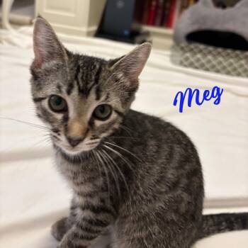Meg #Little-Women-litter -  Tabby and American Shorthair Cat for Adoption in Houston, Texas - Meg #Little-Women-litter | PetCurious