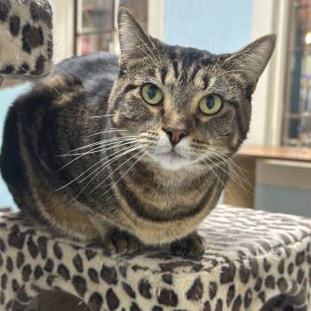 Sage -  Domestic Short Hair Cat for Adoption in Mt. Juliet, Tennessee - Sage | PetCurious