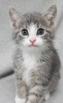 Bee -  Domestic Short Hair Cat for Adoption in Thief River Falls, Minnesota - Bee | PetCurious