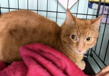 Henry -  Domestic Short Hair Cat for Adoption in Hudson, New York - Henry | PetCurious