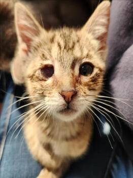 Rescue Domestic Short Hair Cats for Adoption in Hagerstown, Maryland - ALOY | PetCurious