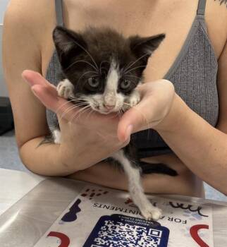TUX -  Domestic Short Hair Cat for Adoption in Palmetto, Florida - TUX | PetCurious