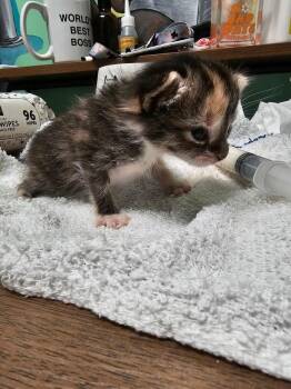 Tootsie Pop -  Domestic Short Hair Cat for Adoption in Chicago, Illinois - Tootsie Pop | PetCurious