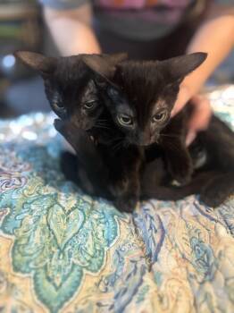 Tippy and Tappy -  Domestic Short Hair Cat for Adoption in Liverpool, Texas - Tippy And Tappy | PetCurious
