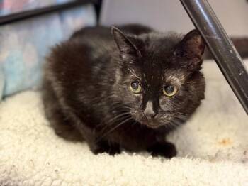 Pepper -  Domestic Short Hair Cat for Adoption in Winnipeg, Manitoba - Pepper | PetCurious