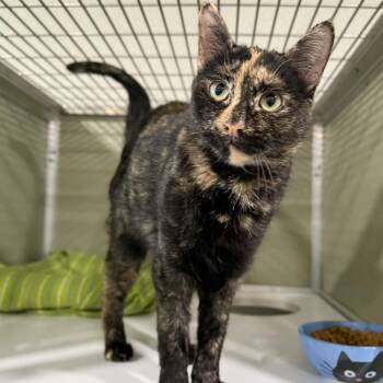 Domestic Short Hair and Tortoiseshell Cats Available for Adoption - Mosaic | PetCurious
